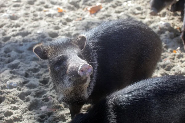 Giavellina o peccaria collare — Foto Stock