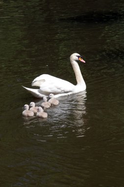 Anne kuğu cygnets ile