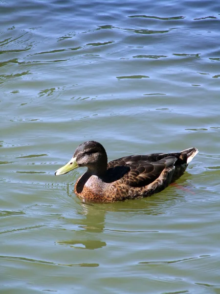 Stockente auf dem See — Stockfoto