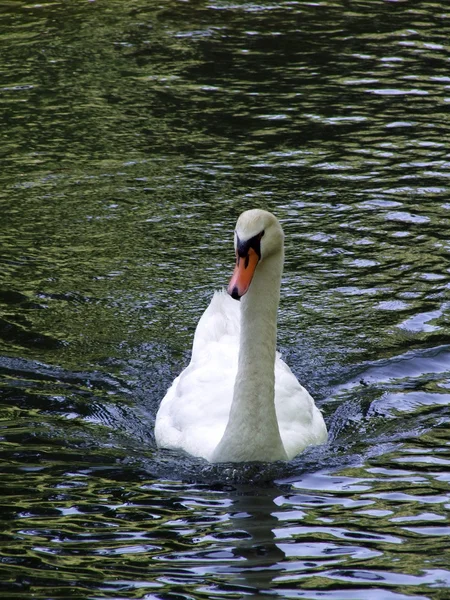 Schwan auf dem See — Stockfoto