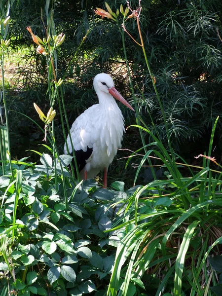 Stork in the bushes — Stock Photo, Image