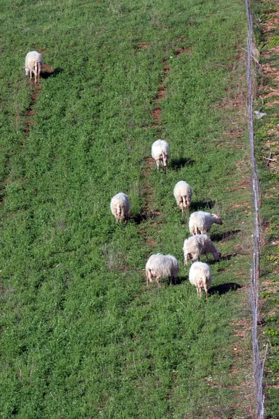 El pastoreo de ovejas en un prado verde — Foto de Stock