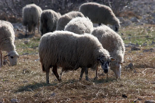 Πρόβατα που βοσκούν — Φωτογραφία Αρχείου