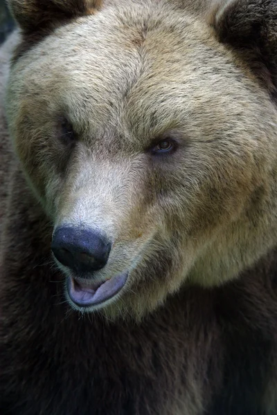 Retrato de um urso — Fotografia de Stock