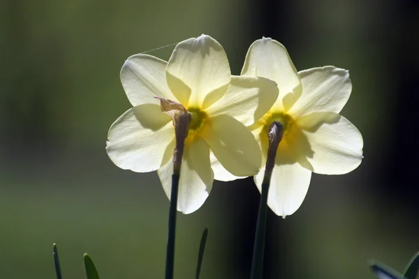 A couple of daffodils — Stock Photo, Image