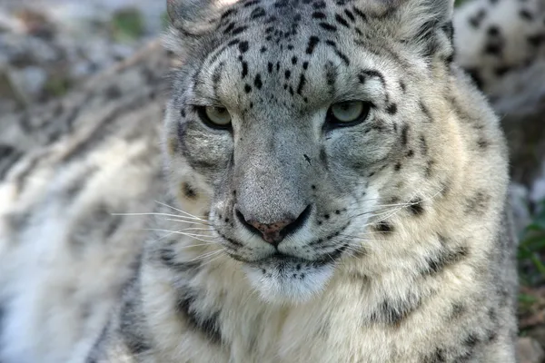Sne Leopard - Stock-foto