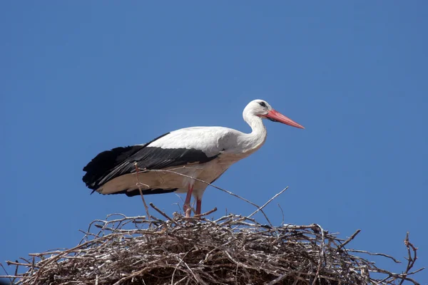 Stork in its nest over a clear blue backround — Stock Photo, Image