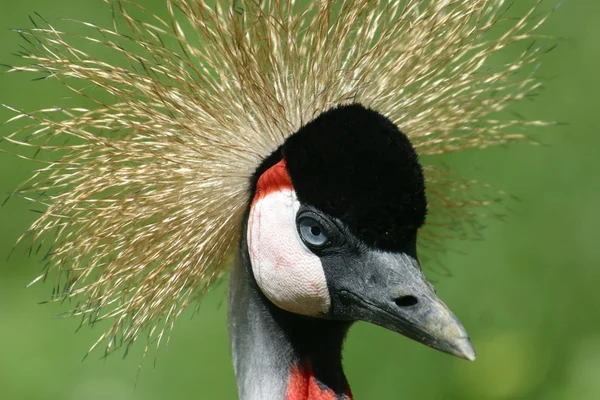 Portrait d'un oiseau couronné africain . — Photo