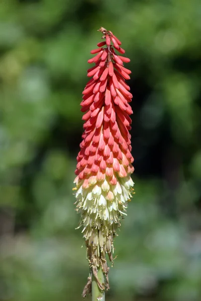 Aloe vera virág virágzó — Stock Fotó