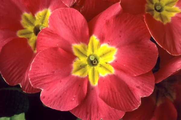 Primrose — Stock Photo, Image