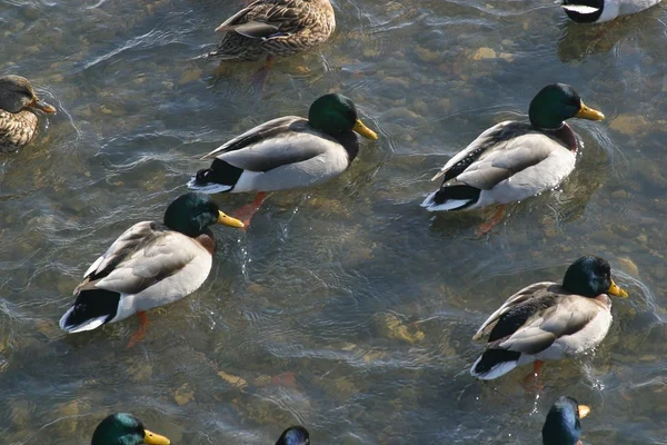 Wild ducks in water of nature lake