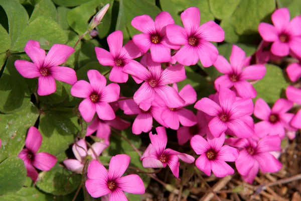 Background of little pink flowers — Stock Photo, Image