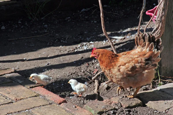 Курица кормит своих птенцов — стоковое фото