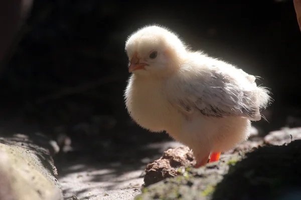 작은 신생아 치킨 — 스톡 사진