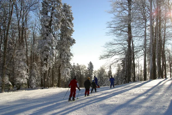 Winter landscape trees under snow — Stock Photo, Image