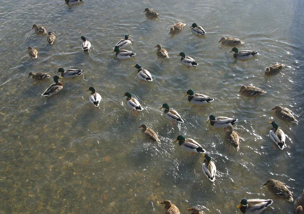 Wild ducks in water of nature lake — Stock Photo, Image