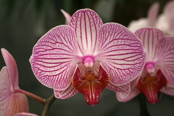 Bello grappolo di fiori orchidea rosa — Foto Stock