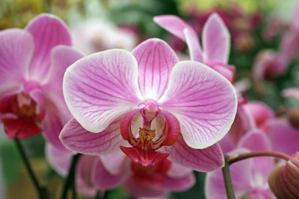 Bello grappolo di fiori orchidea rosa — Foto Stock