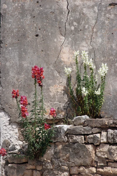 Blume an der Wand — Stockfoto