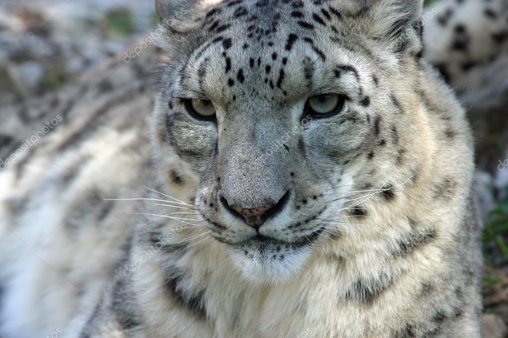 Snow Leopard — Stock Photo © zatletic #14313479