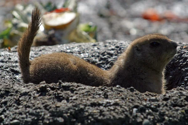 Burrowing Meerkat — Foto Stock