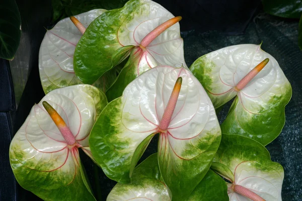 Cespuglio di fiori in giardino — Foto Stock