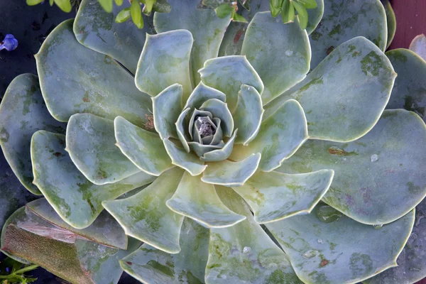 Sempervivum tectorum —  Fotos de Stock