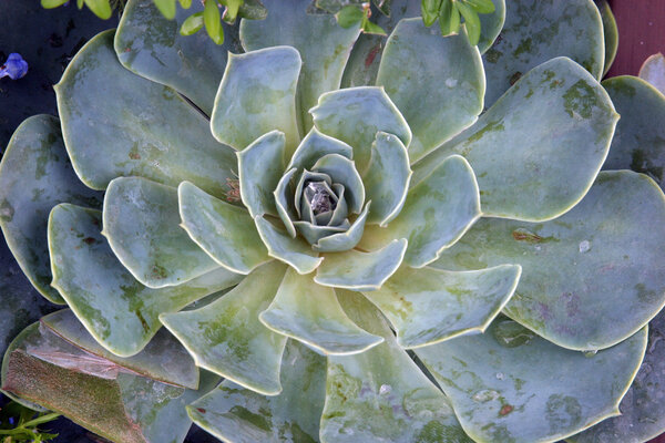 Sempervivum tectorum