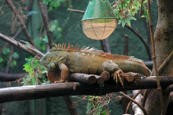Stora iguana — Stockfoto
