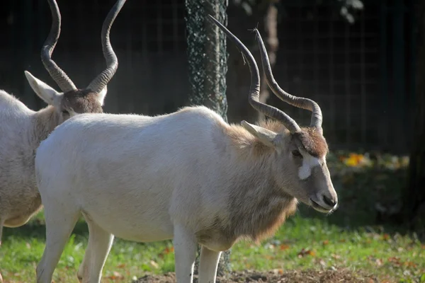 Antilope d'Adax — Photo