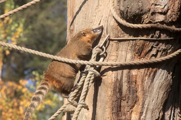 Ring-Tailed Coati (Nasua nasua) — Stok fotoğraf