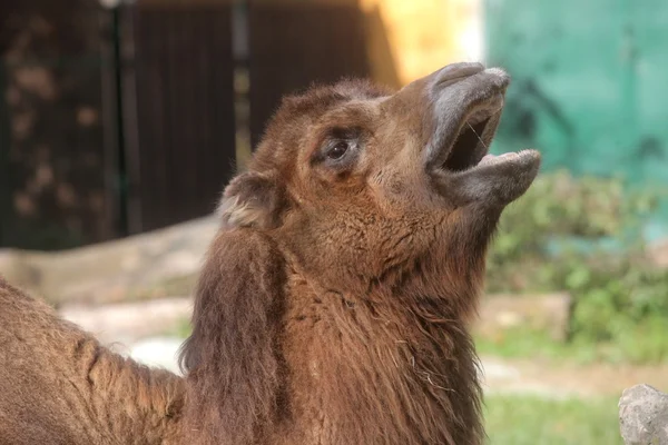 Ein gähnendes Kamel — Stockfoto
