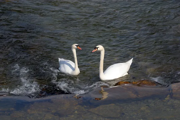 Лебеди на озере — стоковое фото