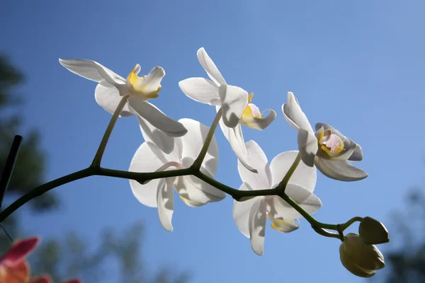 Gyönyörű fehér orchidea virágok fürt — Stock Fotó