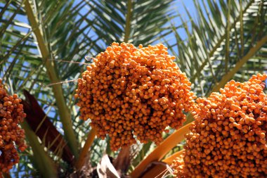 yakın bir yukarı bir Anka kuşu dactylifera palmiye ağacı