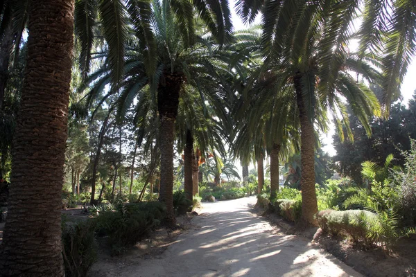 Beautiful palm garden-Carthage-Tunisia — Stock Photo, Image