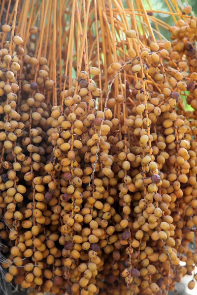 Um close de uma palmeira phoenix dactylifera — Fotografia de Stock