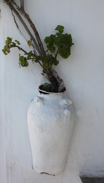 Flower in decorative pot — Stock Photo, Image