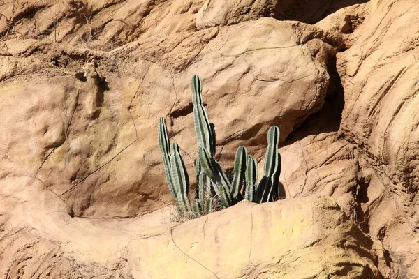 Kaktus w pustyni — Zdjęcie stockowe