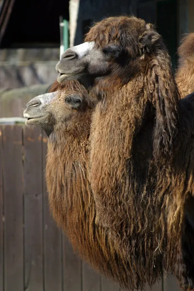 Two camels standing at the zoo — Stock Photo, Image