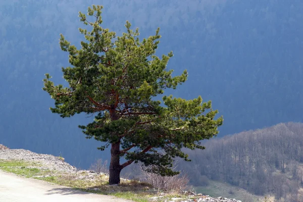 Een boom stand-alone — Stockfoto