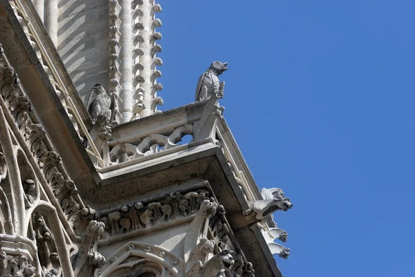 Rzygacze katedry notre dame, Paryż — Zdjęcie stockowe