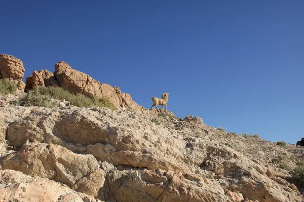Pomnik owiec, sahara, chebika, Tunezja — Zdjęcie stockowe
