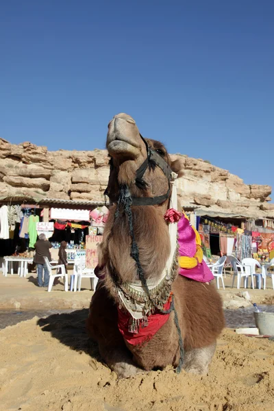 Cabeça de um camelo em safari — Fotografia de Stock
