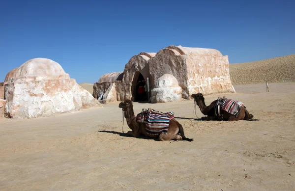 Kamelen in sahara woestijn-Tunesië — Stockfoto