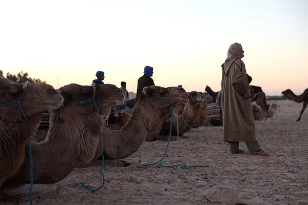Sabah Sahra Çölü — Stok fotoğraf