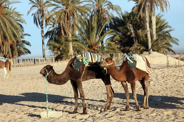 Camellos en el desierto del Sahara-Túnez —  Fotos de Stock