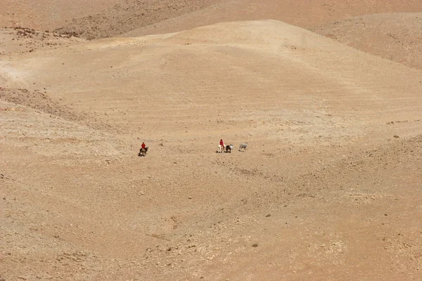 Bédouins dans le désert de Judée — Photo