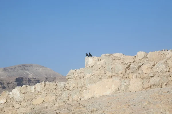 Fågel på fästningen masada i israel — Stockfoto