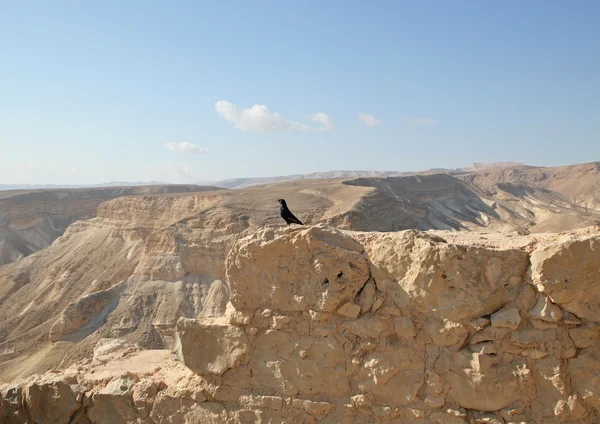 Pássaro na fortaleza de Masada em Israel — Fotografia de Stock